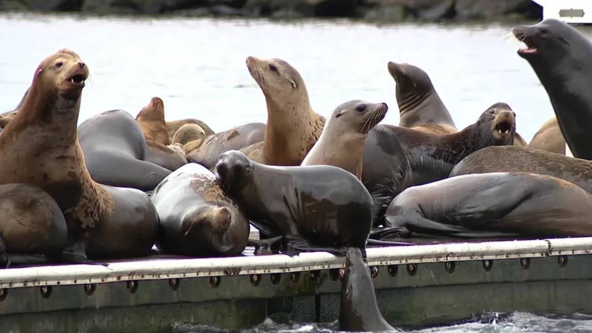 Group of sea lions lounging on a dock by the water, some with mouths open as they rest together on the platform.