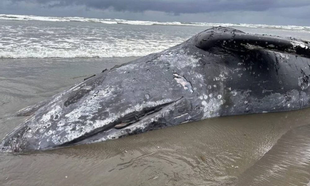 Beached gray whale carcass lying on wet sand with barnacle-like white patches and a shallow wave line in the background.
