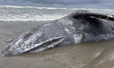 Beached gray whale carcass lying on wet sand with barnacle-like white patches and a shallow wave line in the background.