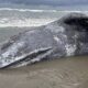 Beached gray whale carcass lying on wet sand with barnacle-like white patches and a shallow wave line in the background.