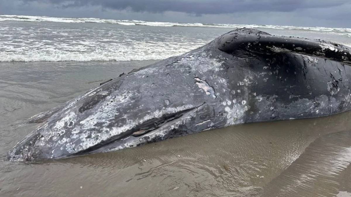 Beached gray whale carcass lying on wet sand with barnacle-like white patches and a shallow wave line in the background.