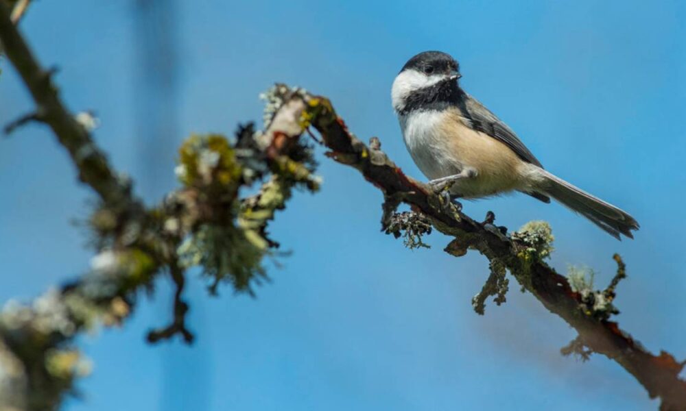 Small songbird perched on a mossy branch with a bright blue sky behind it.