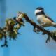 Small songbird perched on a mossy branch with a bright blue sky behind it.