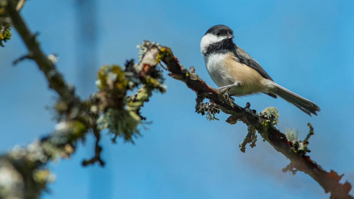 Small songbird perched on a mossy branch with a bright blue sky behind it.