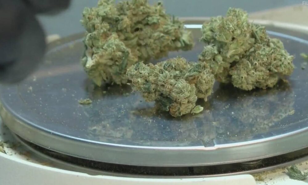 Dried cannabis buds on a metal scale, ready for weighing.