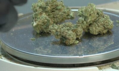 Dried cannabis buds on a metal scale, ready for weighing.
