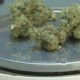 Dried cannabis buds on a metal scale, ready for weighing.
