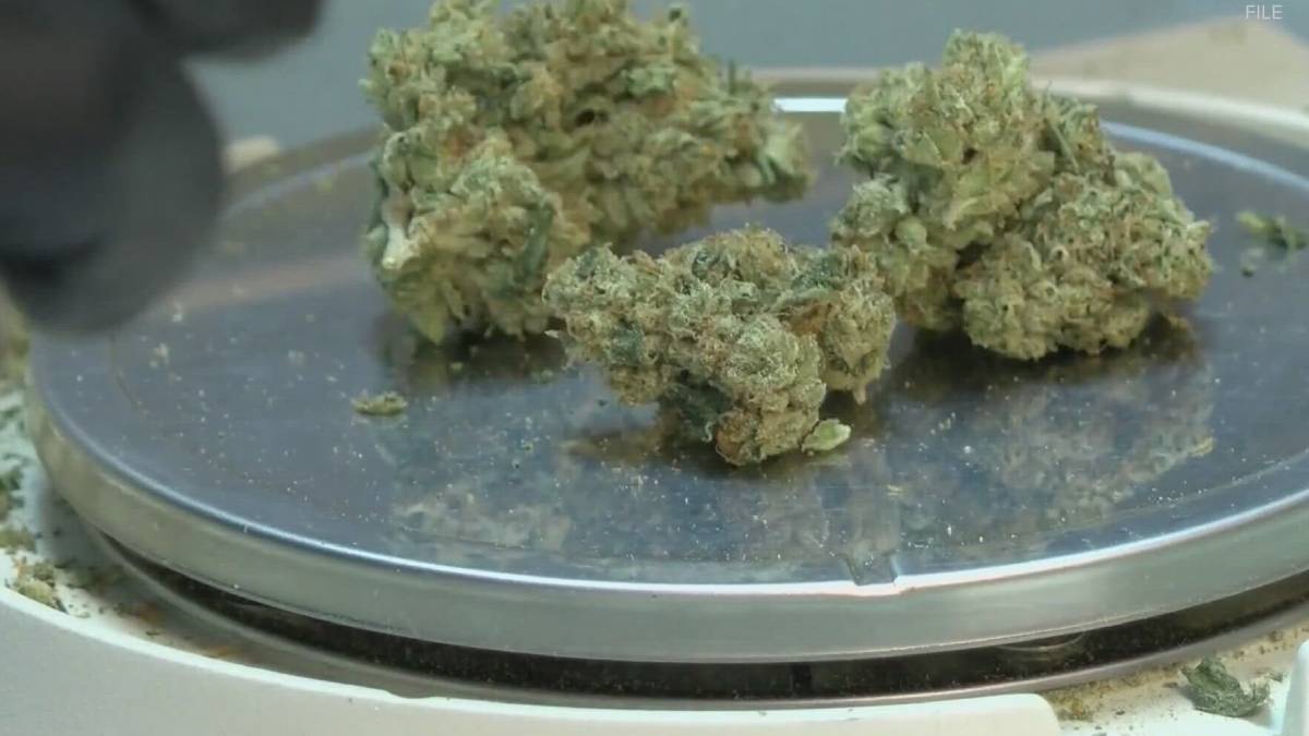 Dried cannabis buds on a metal scale, ready for weighing.