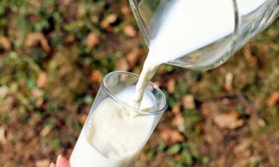 Milk is poured from a glass jug into a tall glass outdoors, with a blurred grassy background.