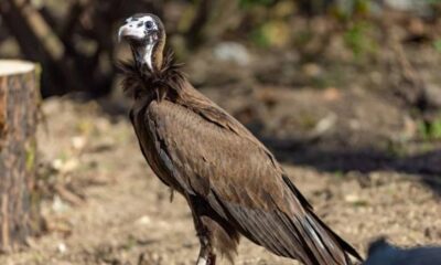 Brown vulture with a white head standing on dirt in a sunlit outdoor setting