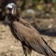 Brown vulture with a white head standing on dirt in a sunlit outdoor setting