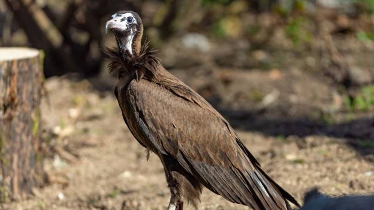 Brown vulture with a white head standing on dirt in a sunlit outdoor setting