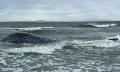 A large dark whale partially submerged in choppy coastal water near the shore, with waves breaking around it.