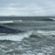 A large dark whale partially submerged in choppy coastal water near the shore, with waves breaking around it.