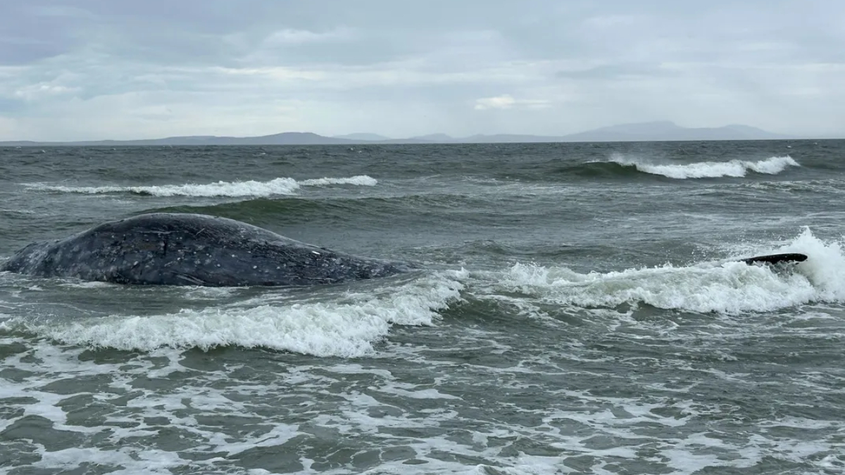 A large dark whale partially submerged in choppy coastal water near the shore, with waves breaking around it.