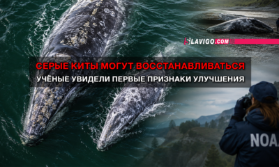 свежие новости сиетла только на slavigo.com