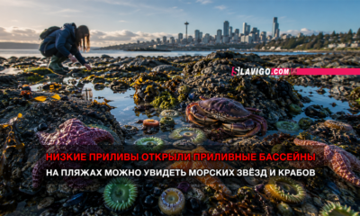 свежие новости сиетла только на slavigo.com