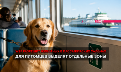 свежие новости сиетла только на slavigo.com