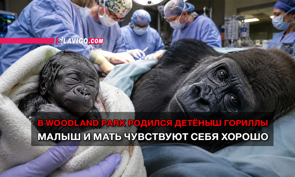 Newborn baby gorilla swaddled in a towel lies beside its calm mother during a veterinary procedure, with surgeons working in the background.