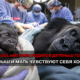 Newborn baby gorilla swaddled in a towel lies beside its calm mother during a veterinary procedure, with surgeons working in the background.