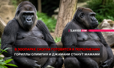 читай свежие новости Сиэтла и пригорода на slavigo.com
