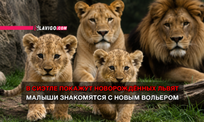 читай свежие новости Сиэтла и пригорода на slavigo.com