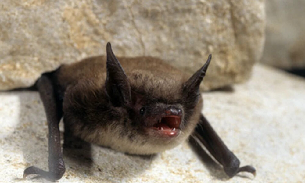 Small brown bat perched on a rocky surface with its mouth open.