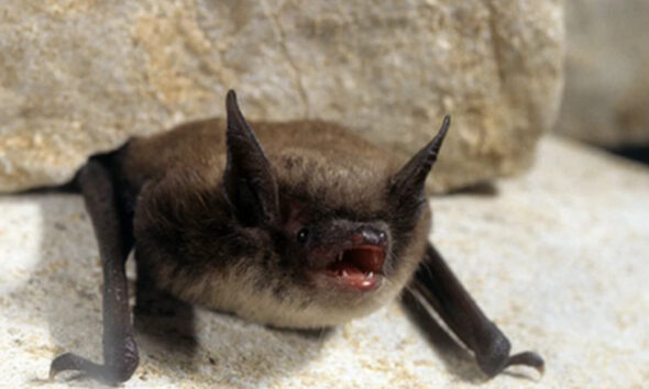 Small brown bat perched on a rocky surface with its mouth open.