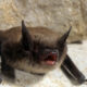Small brown bat perched on a rocky surface with its mouth open.