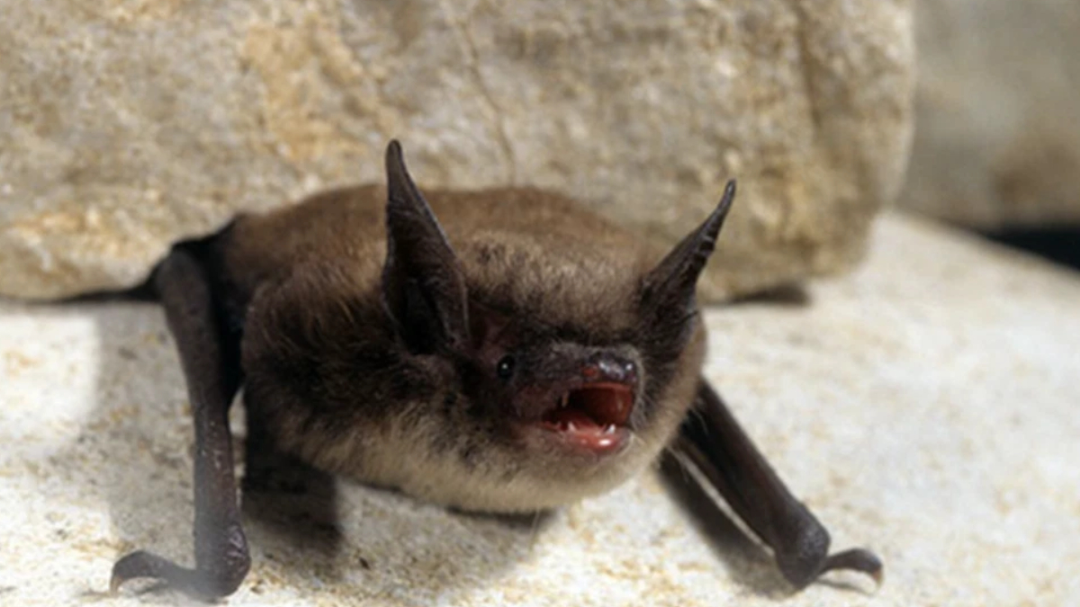 Small brown bat perched on a rocky surface with its mouth open.