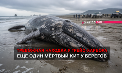 новости штата Вашингтон на slavigo.com