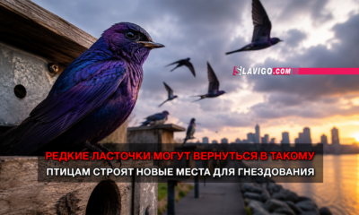 новости штата Вашингтон на slavigo.com