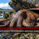 Octopus on a rocky tidal shore with a Russian news banner about Puget Sound octopuses and ecologists asking not to disturb marine life.