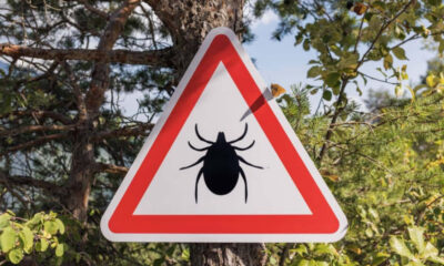 Triangular warning sign with a black tick silhouette, warning of ticks in the area.