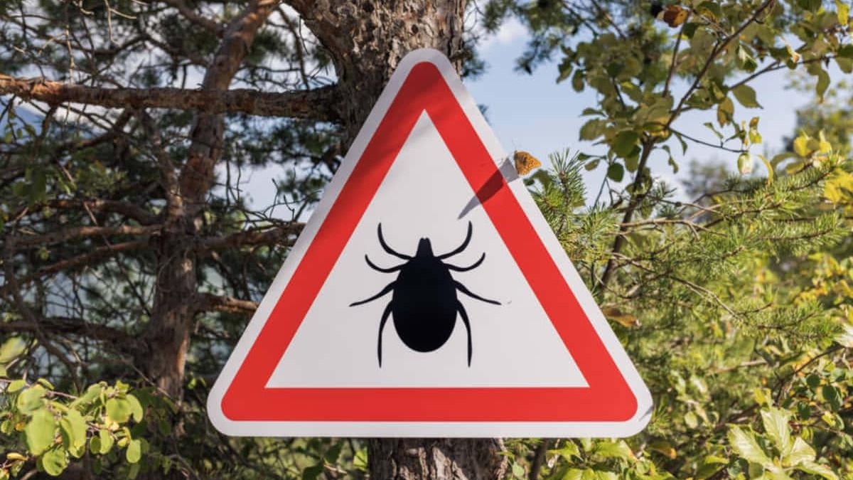 Triangular warning sign with a black tick silhouette, warning of ticks in the area.