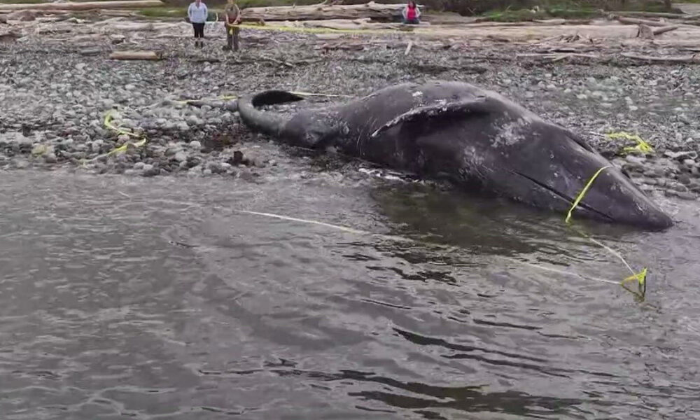 Beached dead whale on a rocky shoreline with a few people in the distance and yellow caution tape nearby.