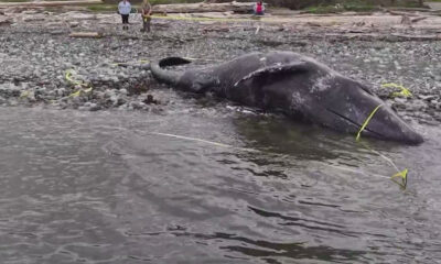 Beached dead whale on a rocky shoreline with a few people in the distance and yellow caution tape nearby.