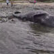 Beached dead whale on a rocky shoreline with a few people in the distance and yellow caution tape nearby.