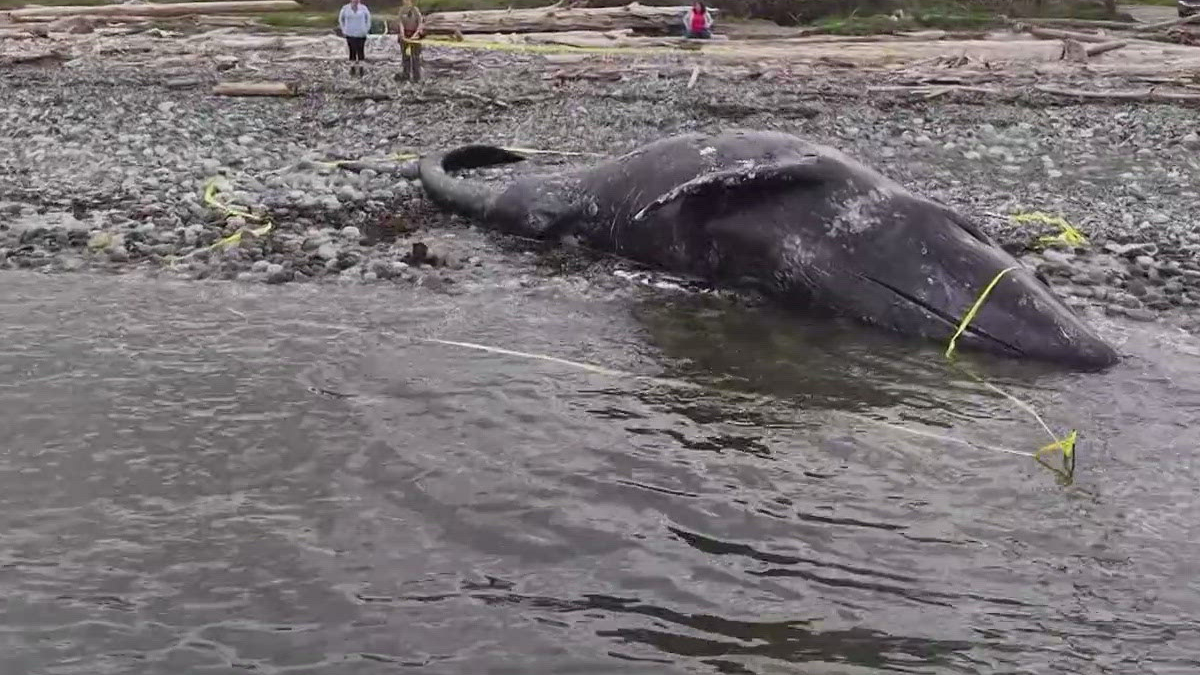 Beached dead whale on a rocky shoreline with a few people in the distance and yellow caution tape nearby.