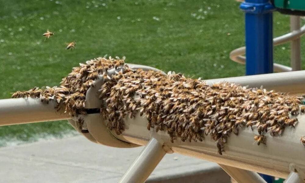 Swarm of honeybees clustered on a white railing; several are in flight nearby against a green background.