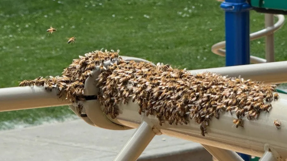 Swarm of honeybees clustered on a white railing; several are in flight nearby against a green background.