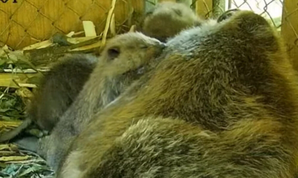 Two brown bears cuddled together, sleeping in a fenced enclosure.