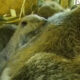 Two brown bears cuddled together, sleeping in a fenced enclosure.