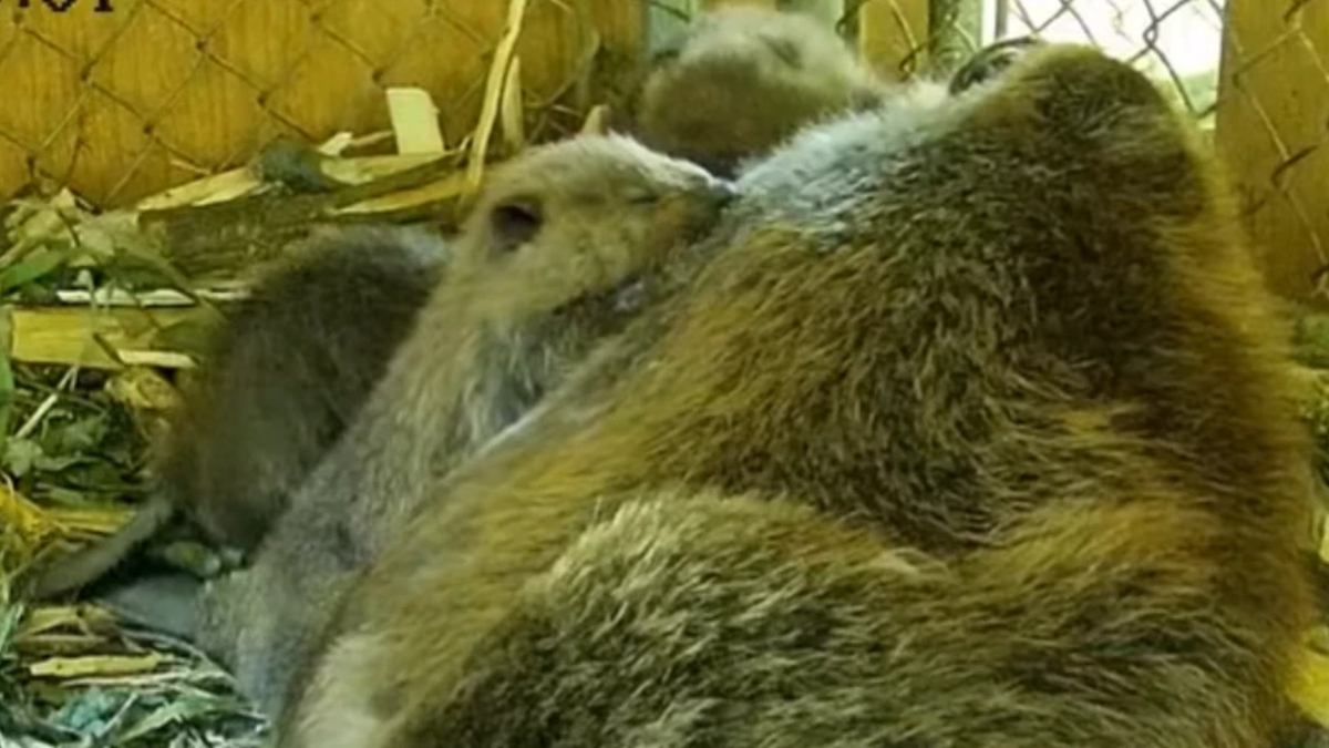 Two brown bears cuddled together, sleeping in a fenced enclosure.