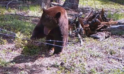 Brown bear standing behind a barbed-wire fence in a wooded area, facing the camera with its tongue out.