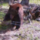 Brown bear standing behind a barbed-wire fence in a wooded area, facing the camera with its tongue out.