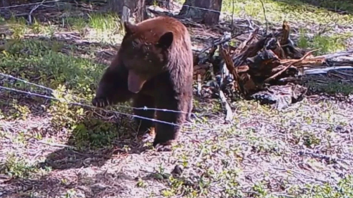 Brown bear standing behind a barbed-wire fence in a wooded area, facing the camera with its tongue out.