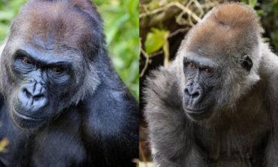 Two adult gorillas sit side by side in a natural habitat; left gorilla faces the camera with a serious expression, right gorilla looks to the side.