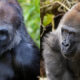 Two adult gorillas sit side by side in a natural habitat; left gorilla faces the camera with a serious expression, right gorilla looks to the side.