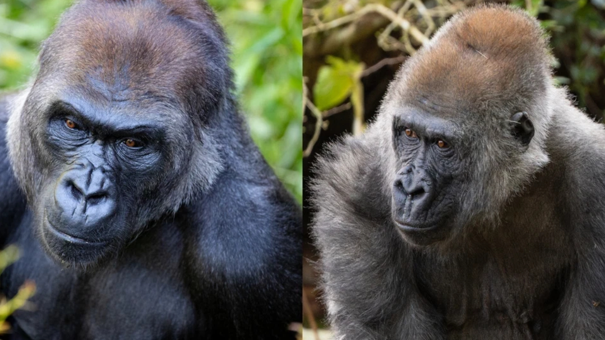 Two adult gorillas sit side by side in a natural habitat; left gorilla faces the camera with a serious expression, right gorilla looks to the side.